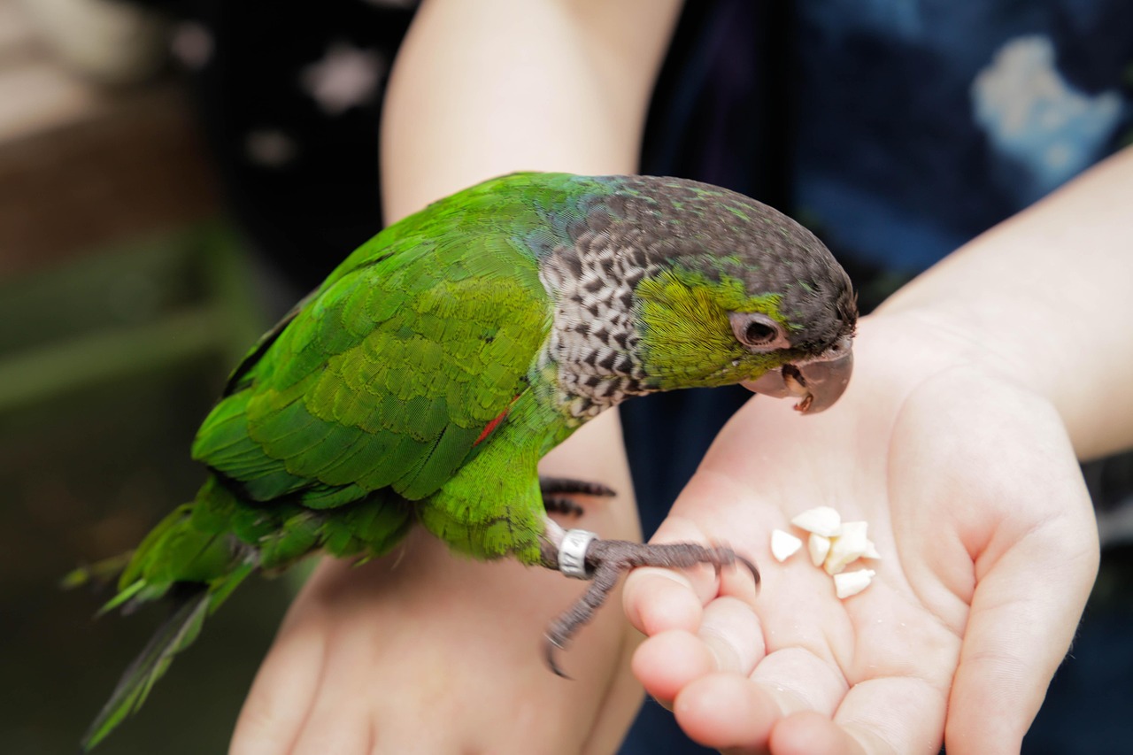 Naturaleza Pájaro Pluma - Foto gratis en Pixabay - Pixabay