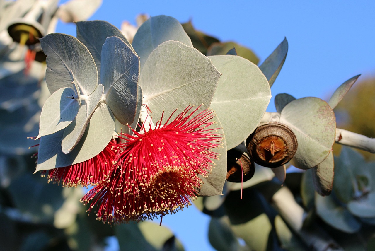 Eucalyptus Leaves Free Photo On Pixabay Pixabay Eucalyptus Leaves Free Photo On Pixabay Pixabay