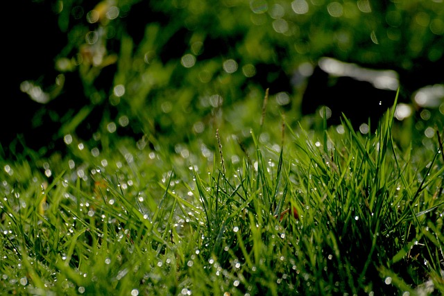 Free Dew Drop Grass photo and picture