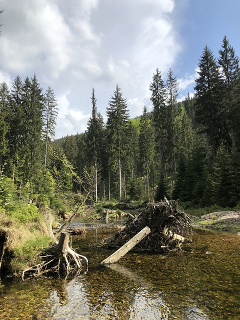 Natur, Gewässer, Holz, Im Freien, Sommer