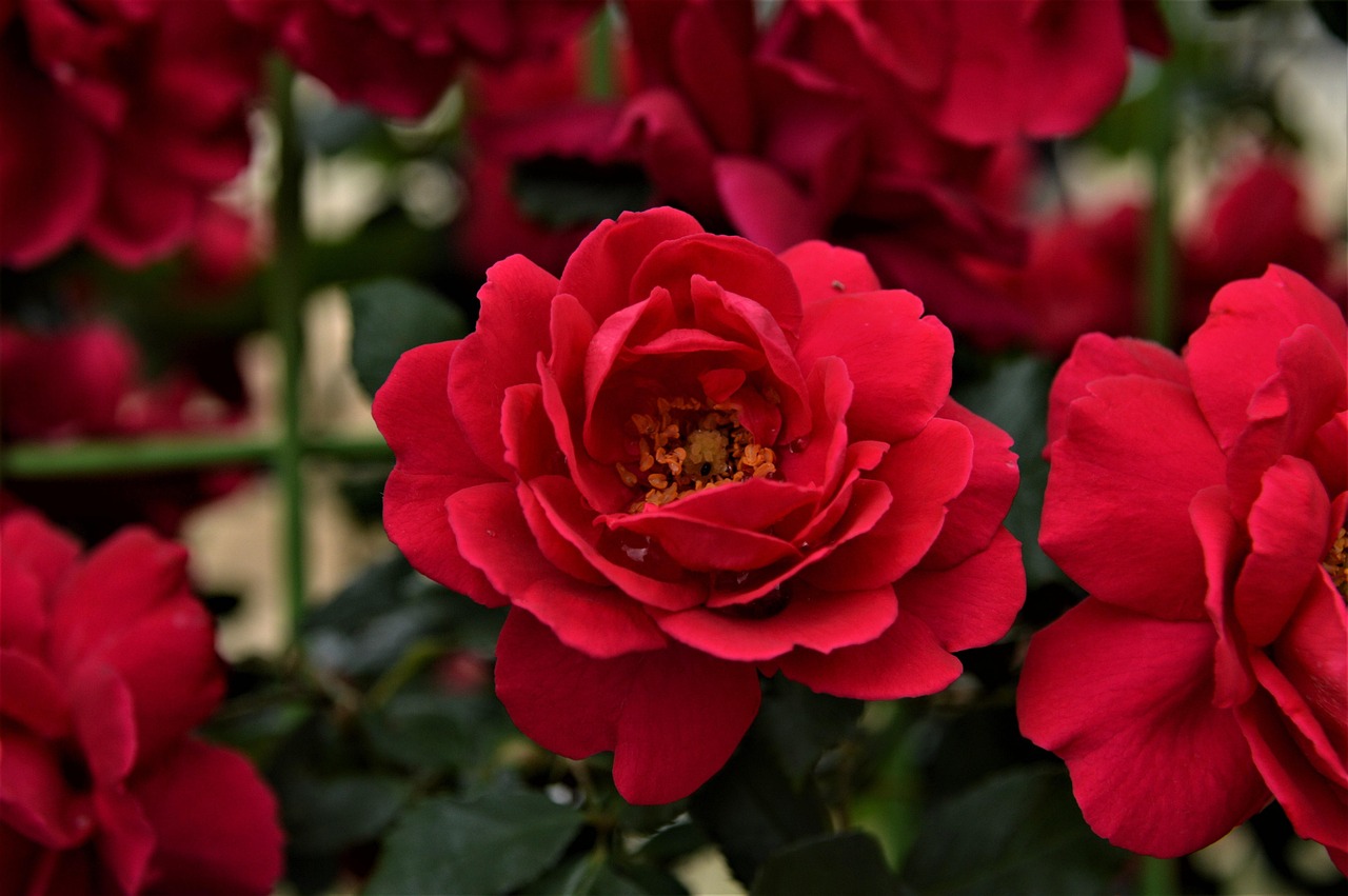 Rose Image Link Rose Flower - Free photo on Pixabay