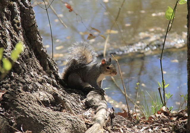 Free Squirrel Woods photo and picture