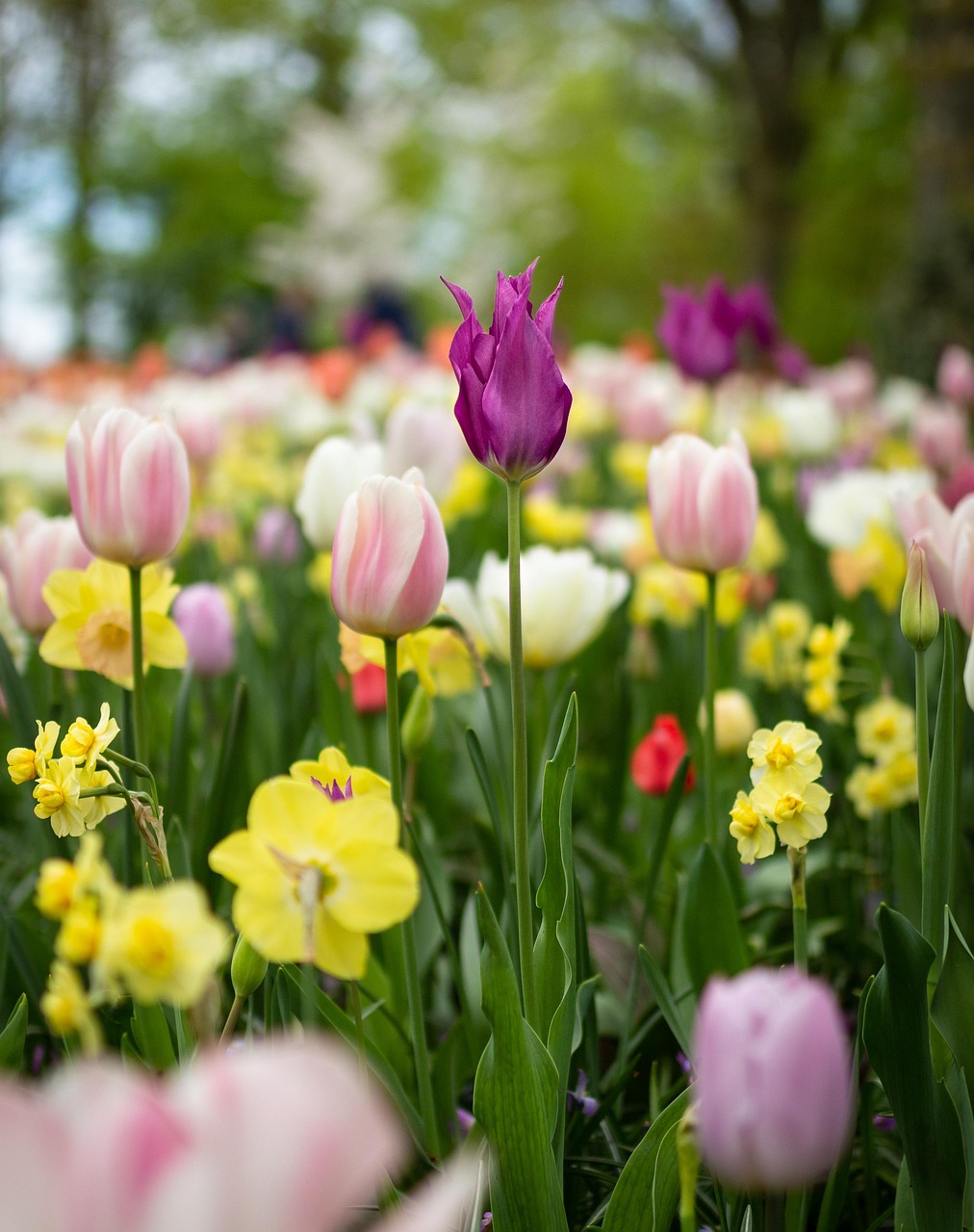Spring Fl0wer Flower Spring Season - Free photo on Pixabay - Pixabay
