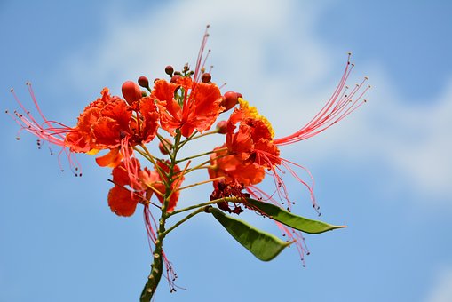Free Flower Flower Background photo and picture