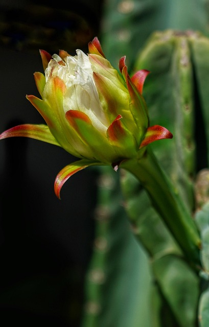 Free Cactus Flower photo and picture