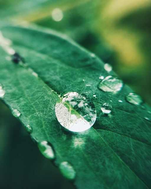 Free Rain Nature photo and picture