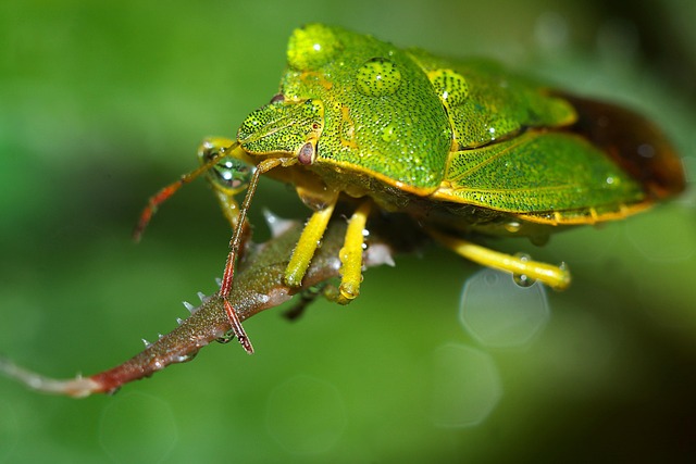 Clean Insect Bilder Insect Macro - Free photo on Pixabay