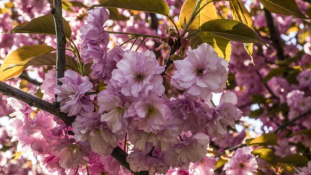 Free Sakura Flowers photo and picture