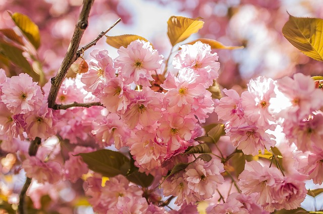 Free Sakura Cherry photo and picture
