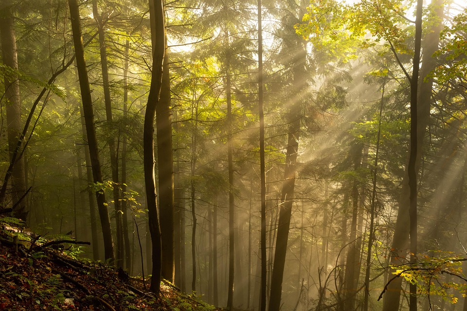 Forest, The Rays, Morning Sun, The Sun'S Rays, Mood