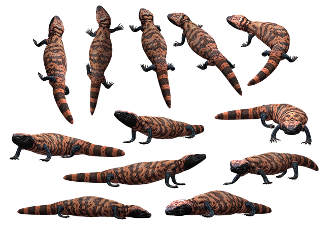 Free lizard reptile gila illustration