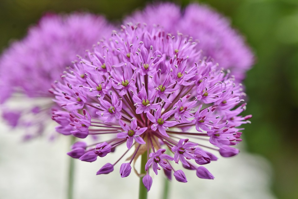 Zierlauch Allium Stratos Kostenloses Foto auf Pixabay
