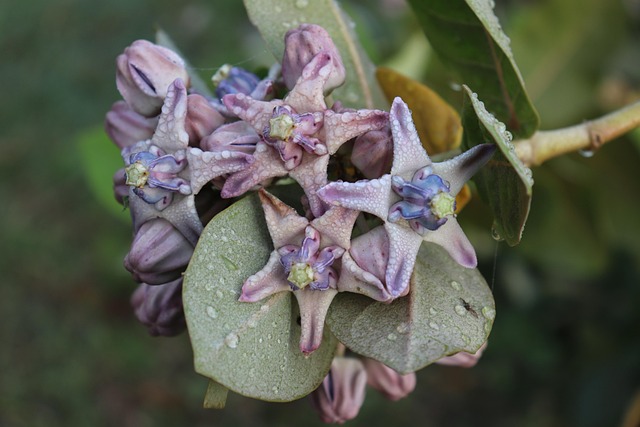 Free Raindrop Star photo and picture