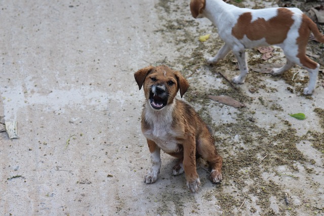 Free Dog Cute photo and picture