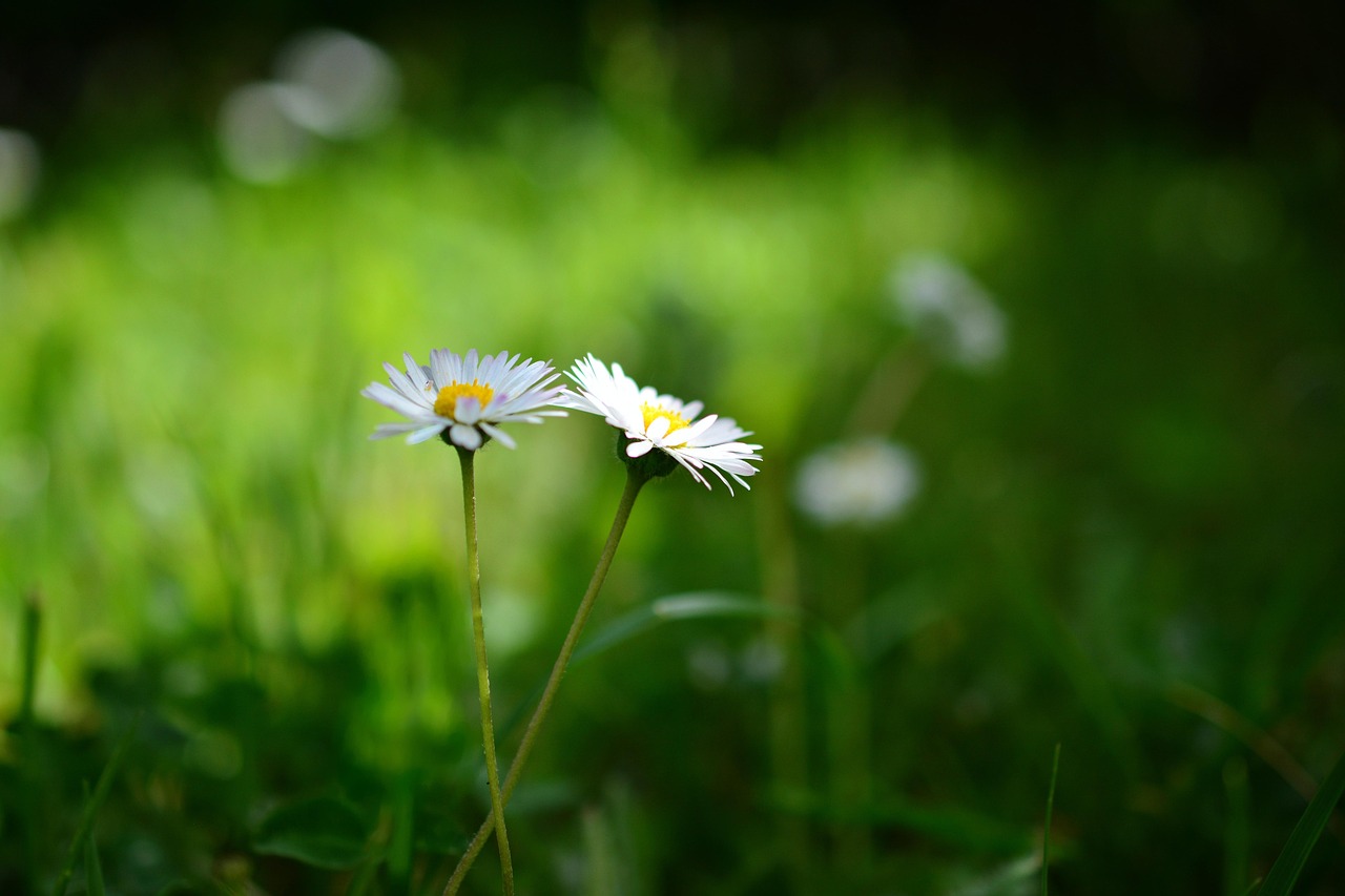 600 + 무료 풀밭 & 자연 이미지 - Pixabay