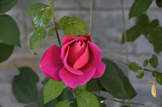 Blomst, Natur, Blomst Tapet