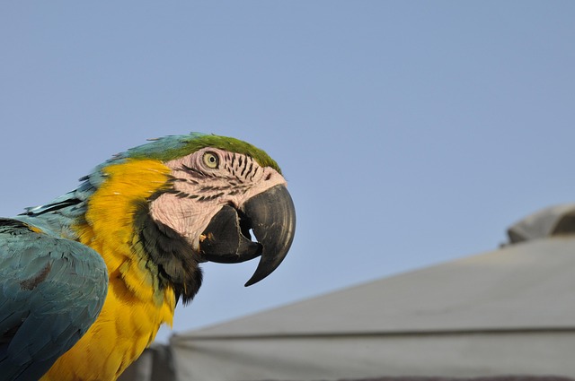 Parrot, Natur, Ierapetra, Fugl