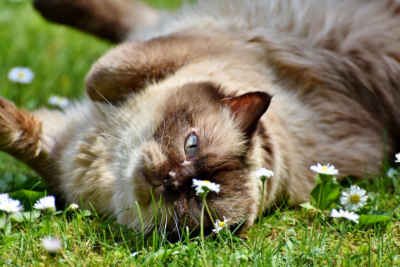 Cat - free online jigsaw puzzle photo
