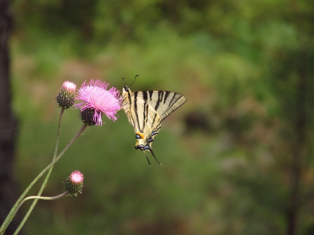 Free Butterfly Nature photo and picture