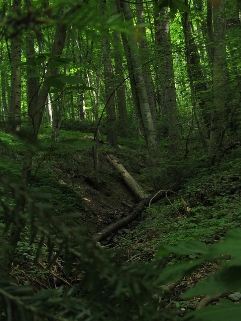 Free Forest Green photo and picture