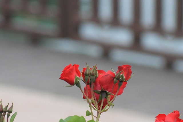 Free Herb Flower photo and picture