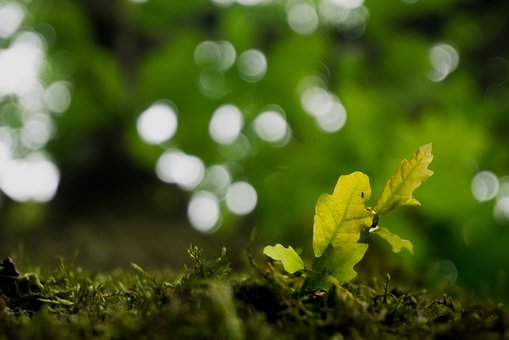 Træ, Natur, Blad, Sommer, Fokus