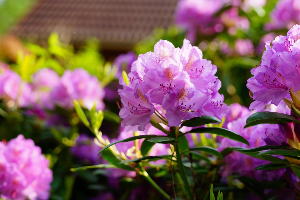 RHODES-Blossom main image 0