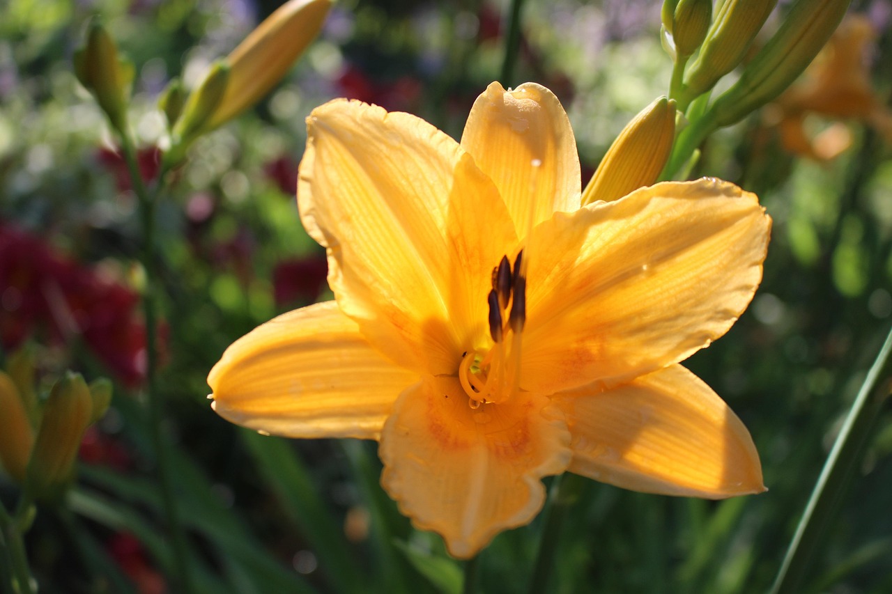 Yellow Lily Flower Free photo on Pixabay Pixabay