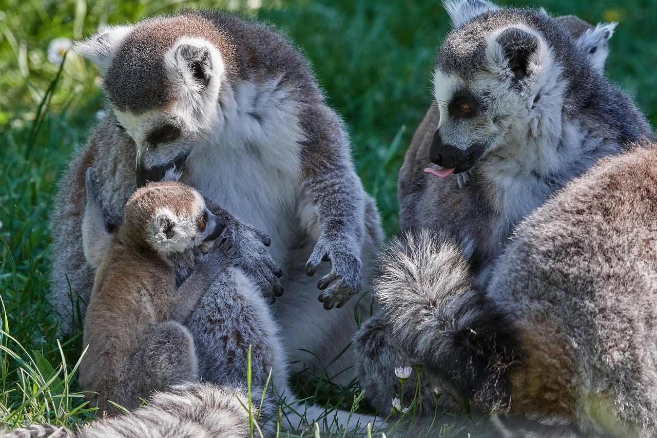 Lemurs - free online jigsaw puzzle photo