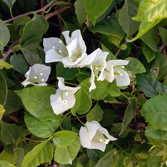 Free Flowers White photo and picture
