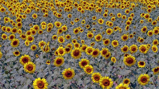 Free Sunflowers Sunflower Fields photo and picture