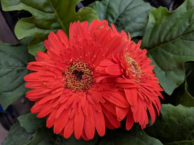 非洲菊菊花 红色雏菊 珊瑚色 - Pixabay上的免费照片 - Pixabay