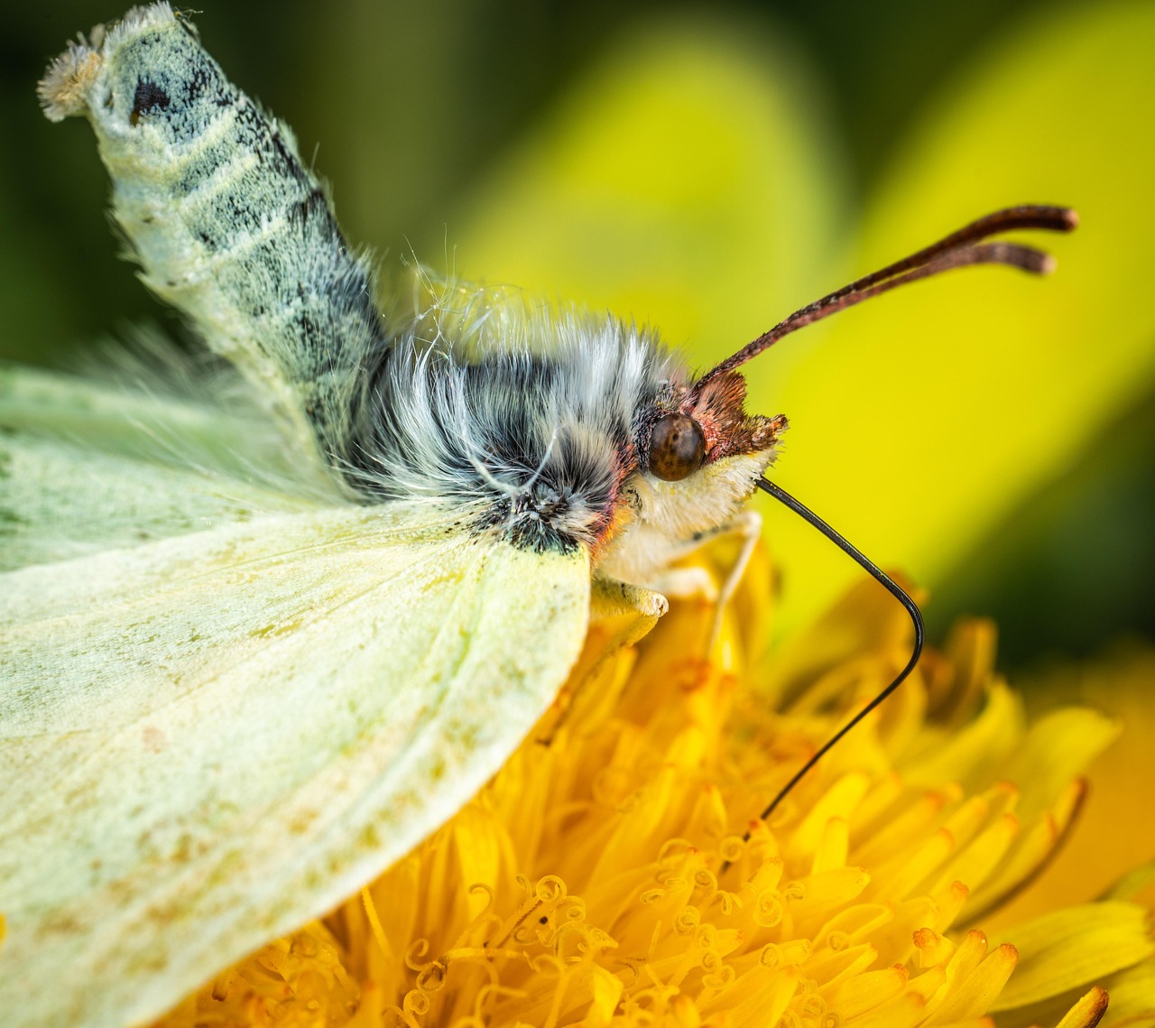 Insect - free online jigsaw puzzle photo