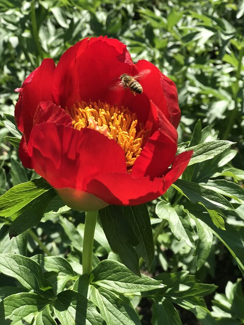 Free Peony Red photo and picture