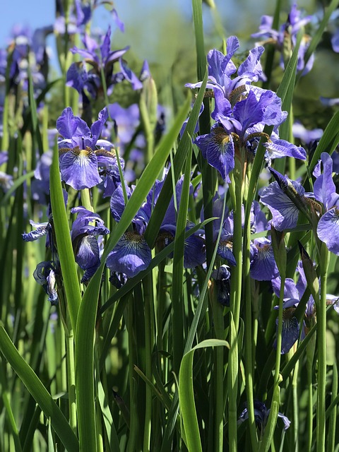 Free Iris Flower Wallpaper photo and picture