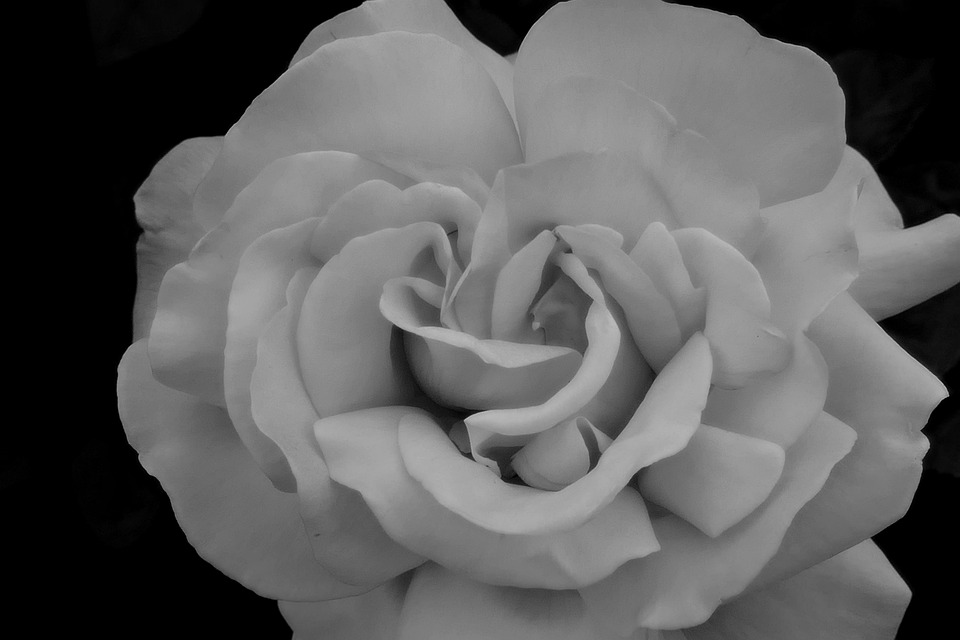 Rose Blanche Fleur Photo gratuite sur Pixabay Pixabay