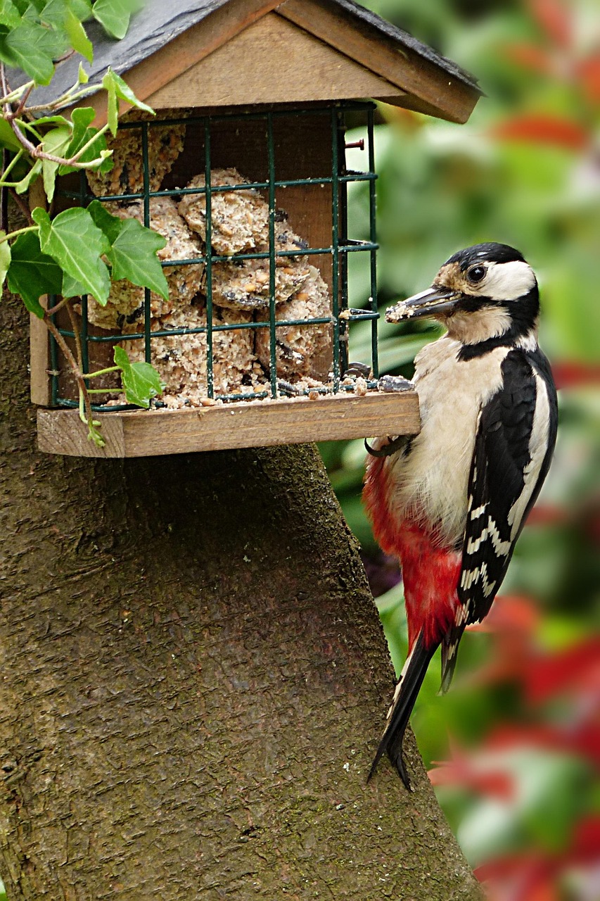 動物 鳥 キツツキ Pixabayの無料写真