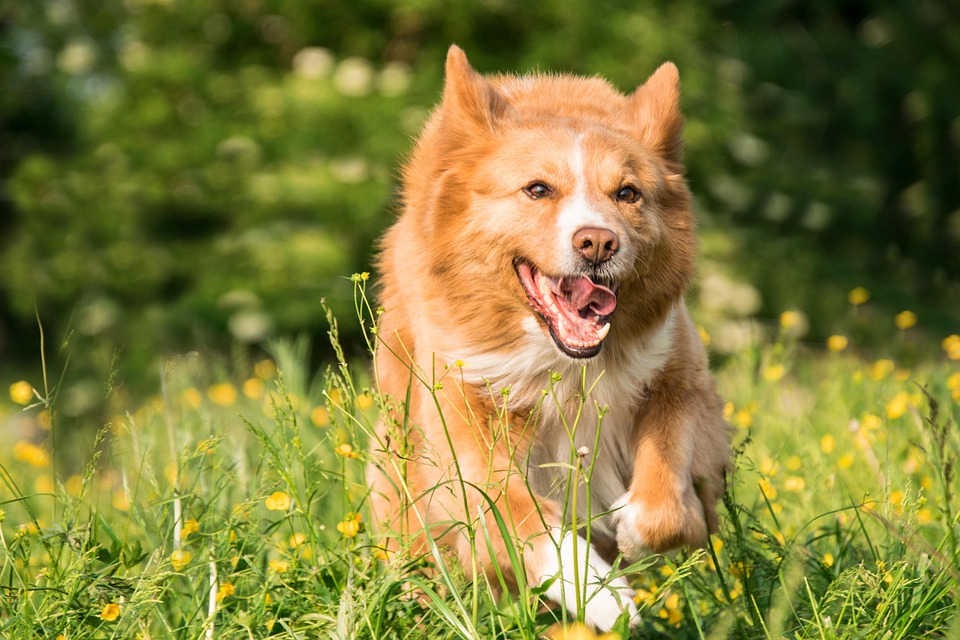 Hund, Renne, Spielen, Wiese, Blumen, Tier