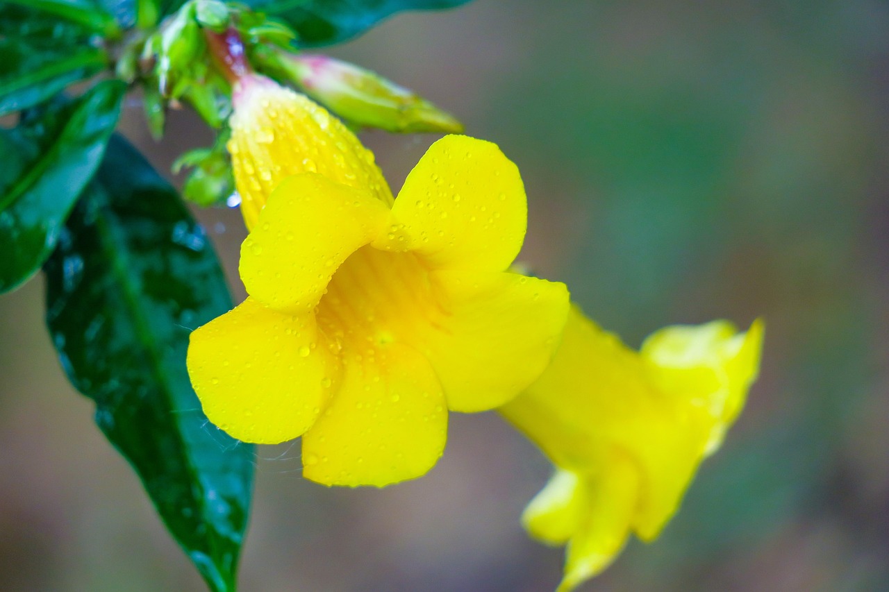 Huang Chan Plante La Nature - Photo gratuite sur Pixabay