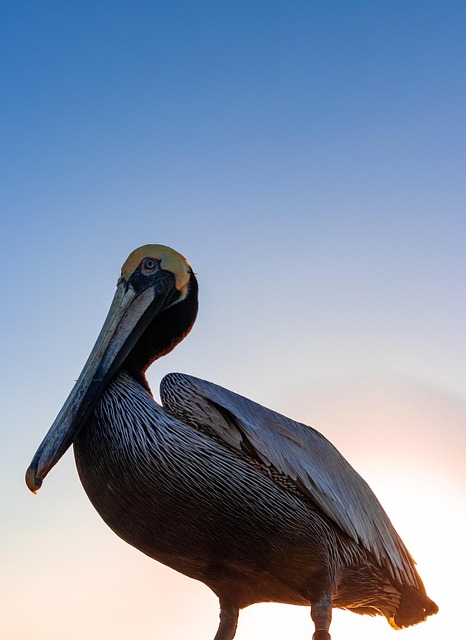 Free Bird 80D photo and picture