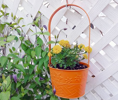 Free Trellis Flowers photo and picture