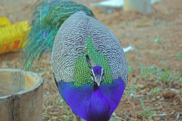 Free Peacock Closeup photo and picture