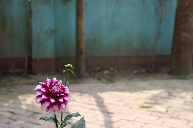 Free Dahlia Flower photo and picture