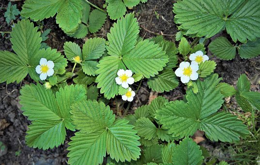 plant-3415719__340.jpg