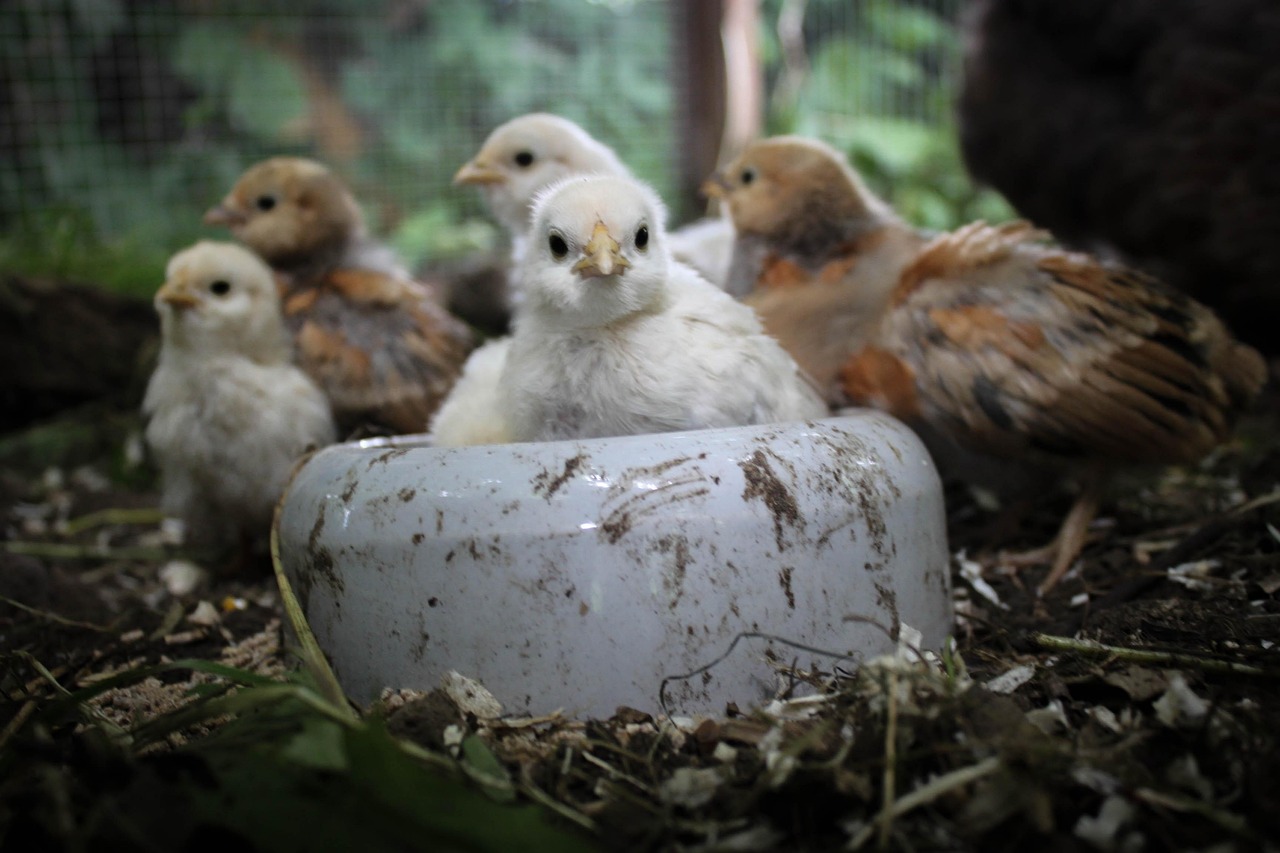 Photo Poussin Poussin Poulet Oiseau - Photo gratuite sur Pixabay - Pixabay