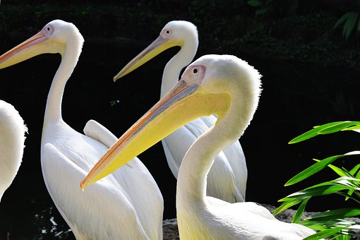 Pelican, Vogel, Die Natur, Schnabel