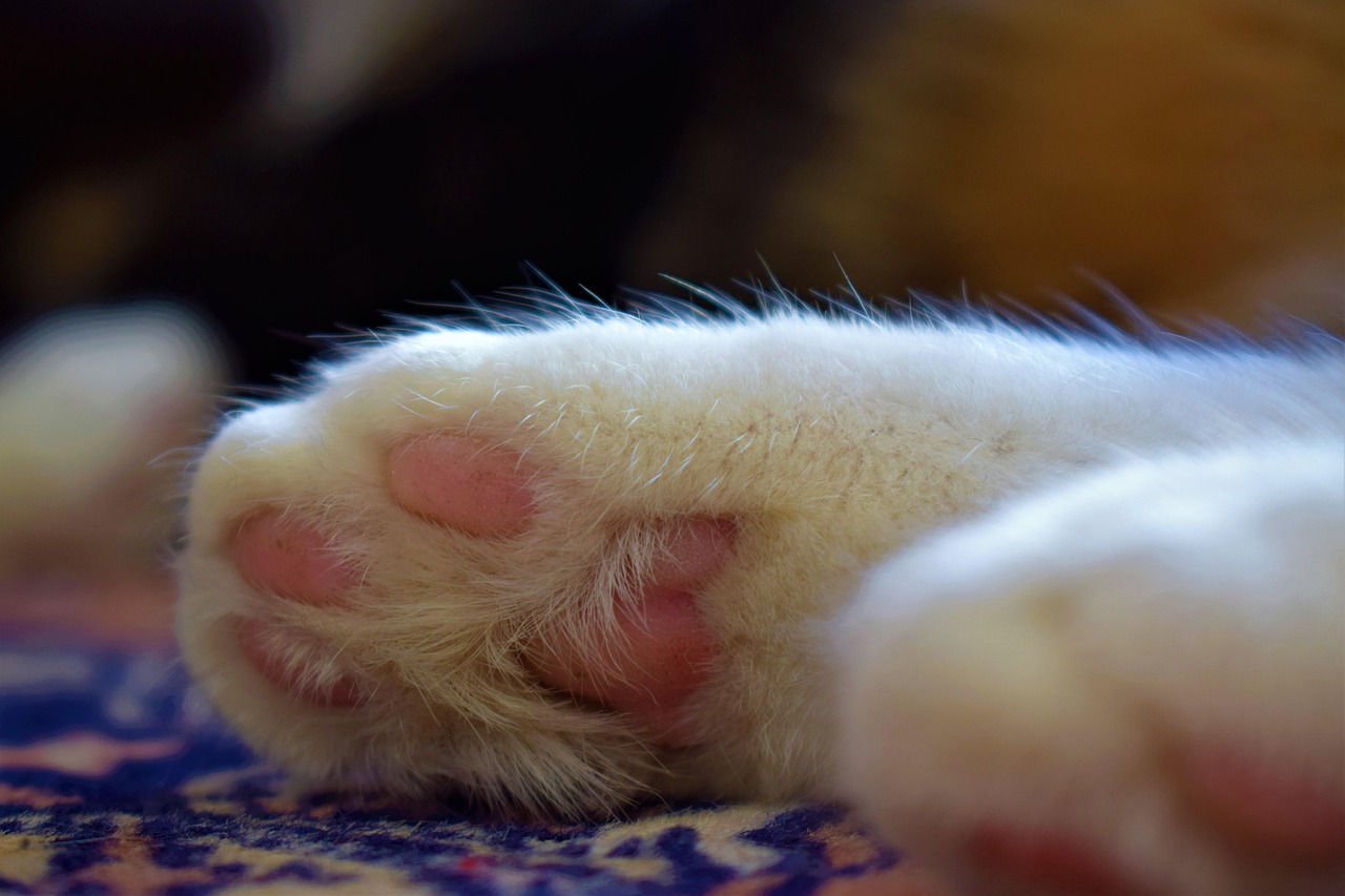 Cat Paw Close - Free photo on Pixabay - Pixabay