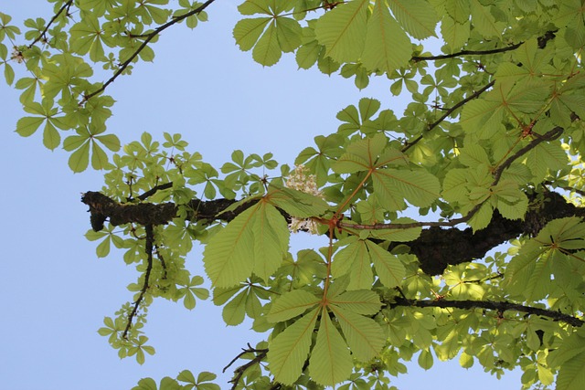 栗の木 栗花 くるみ - Pixabayの無料写真 - Pixabay