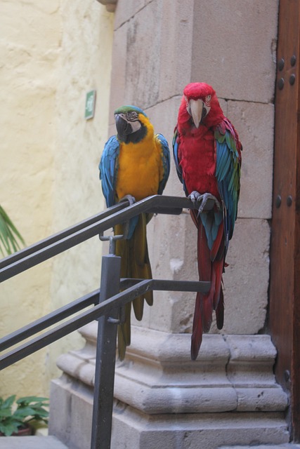 Free Parrots Canary photo and picture