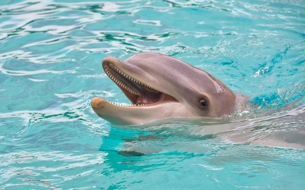 700 Free Dolphin Nature Photos Pixabay 700 Free Dolphin Nature Photos Pixabay